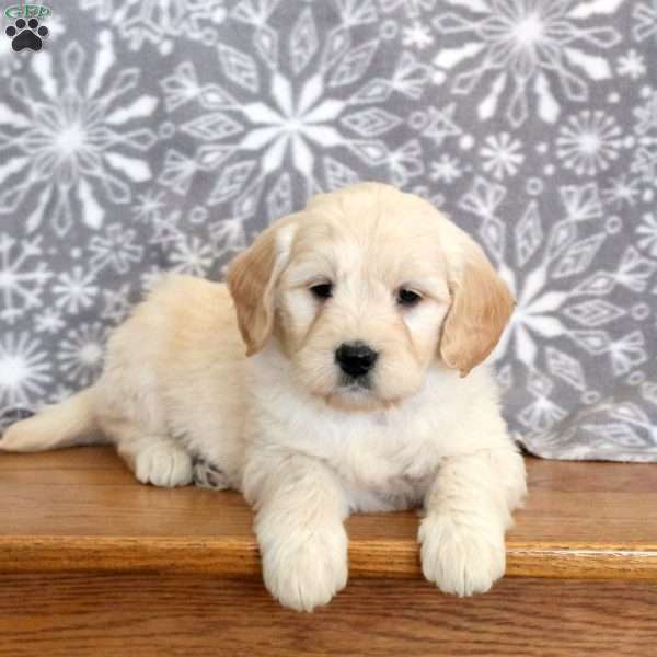 Jojo-F1, Mini Goldendoodle Puppy