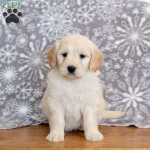Jojo-F1, Mini Goldendoodle Puppy