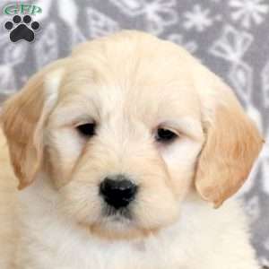 Jojo-F1, Mini Goldendoodle Puppy