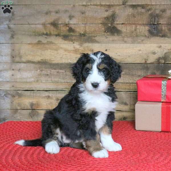 Jolene, Bernedoodle Puppy