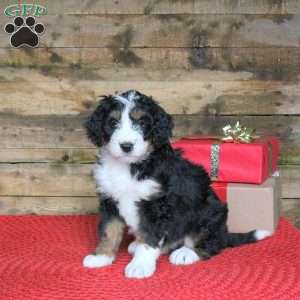 Jolene, Bernedoodle Puppy