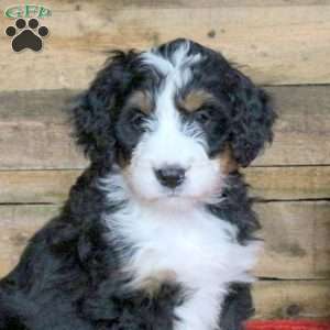 Jolene, Bernedoodle Puppy