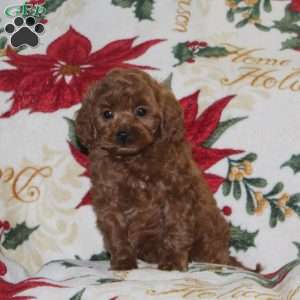 Jolly, Cavapoo Puppy
