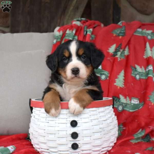 Jolly, Bernese Mountain Dog Puppy