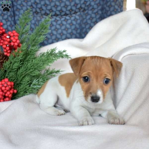 Jolly, Jack Russell Terrier Puppy