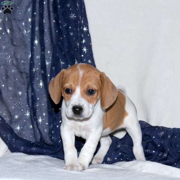 Jolly, Beagle Mix Puppy