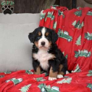 Jolly, Bernese Mountain Dog Puppy