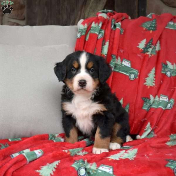 Jolly, Bernese Mountain Dog Puppy