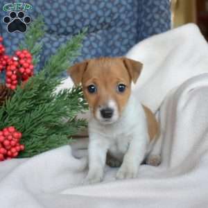 Jolly, Jack Russell Terrier Puppy