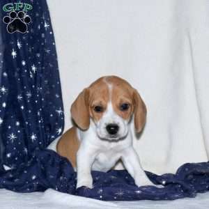 Jolly, Beagle Mix Puppy