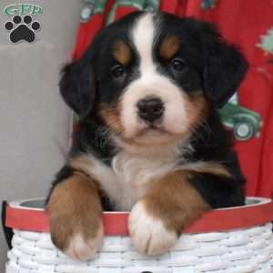 Jolly, Bernese Mountain Dog Puppy