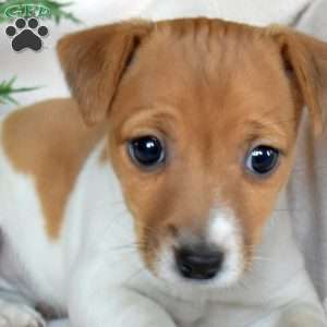 Jolly, Jack Russell Terrier Puppy