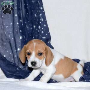 Jolly, Beagle Mix Puppy