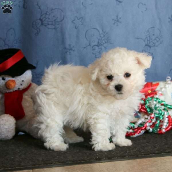 Jolly Jack, Bichon Frise Puppy