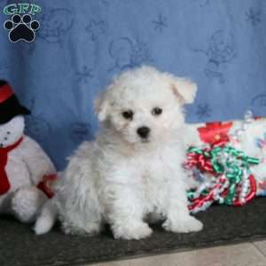 Jolly Jack, Bichon Frise Puppy
