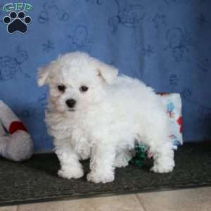 Jolly Jack, Bichon Frise Puppy