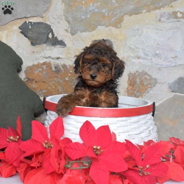 Jolly, Miniature Poodle Puppy