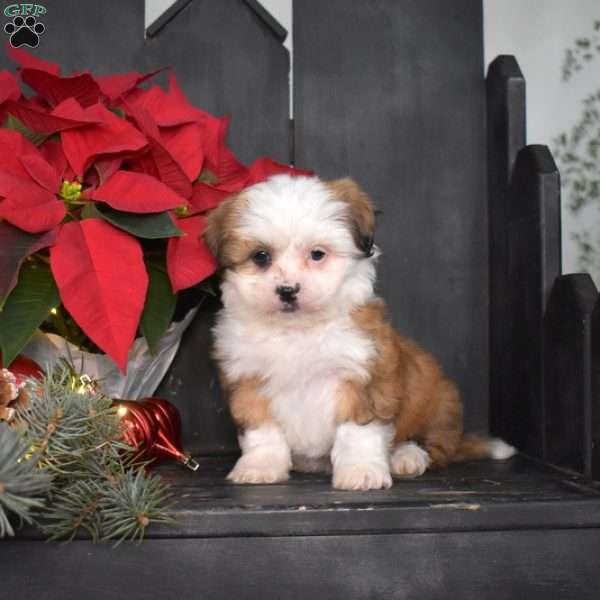 Jolly, Mal-Shi Puppy