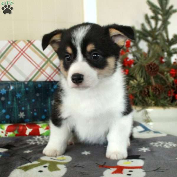 Jolly, Pembroke Welsh Corgi Puppy