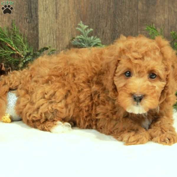 Jolly, Miniature Poodle Puppy