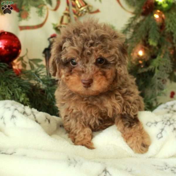 Jolly, Miniature Poodle Puppy