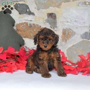 Jolly, Miniature Poodle Puppy