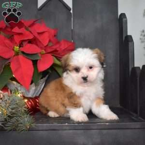 Jolly, Mal-Shi Puppy