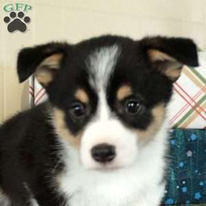 Jolly, Pembroke Welsh Corgi Puppy