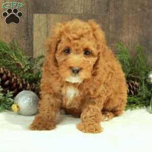 Jolly, Miniature Poodle Puppy