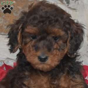 Jolly, Miniature Poodle Puppy