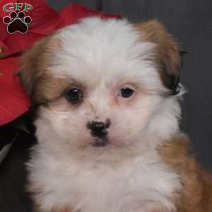 Jolly, Mal-Shi Puppy