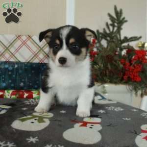 Jolly, Pembroke Welsh Corgi Puppy