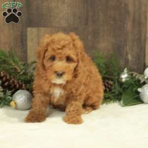 Jolly, Miniature Poodle Puppy