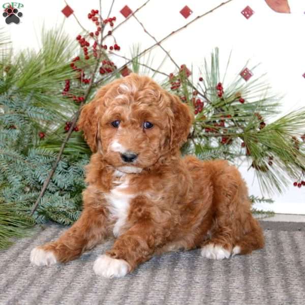 Jolly, Goldendoodle Puppy