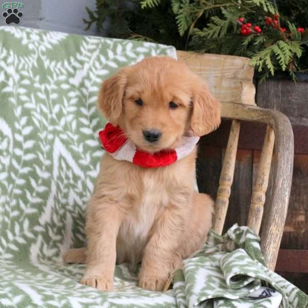 Jordan, Golden Retriever Puppy