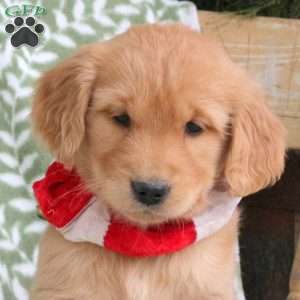 Jordan, Golden Retriever Puppy
