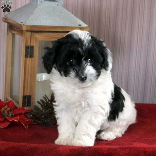 Jordan, Shorkie-Poo Puppy