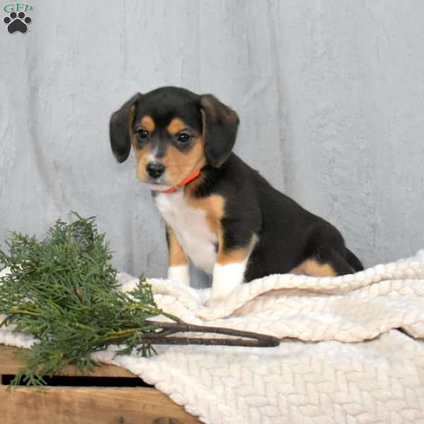 Jordan, Beagle Mix Puppy