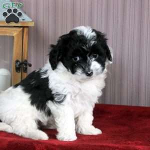 Jordan, Shorkie-Poo Puppy