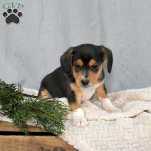 Jordan, Beagle Mix Puppy