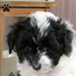 Jordan, Shorkie-Poo Puppy