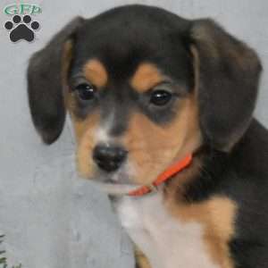 Jordan, Beagle Mix Puppy