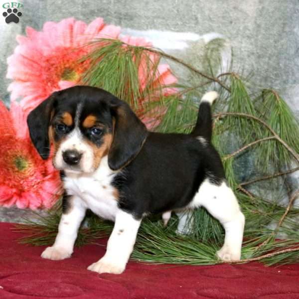 Josh, Beagle Puppy