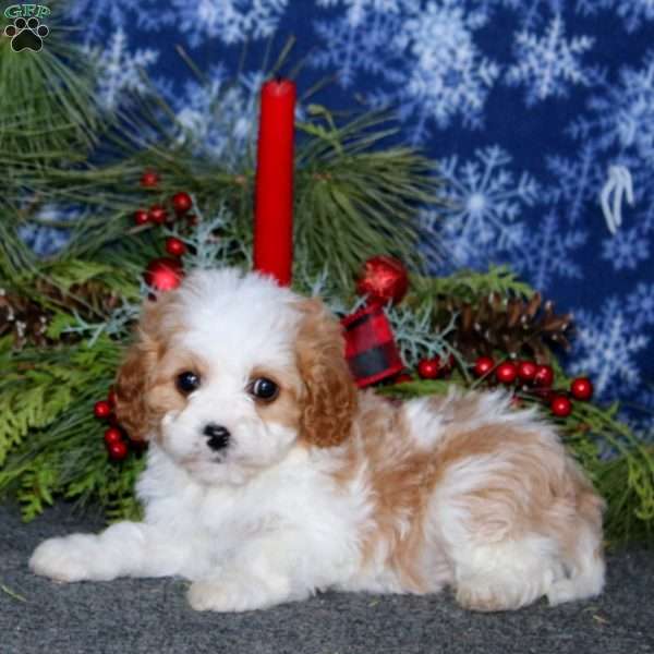Josh, Cavapoo Puppy