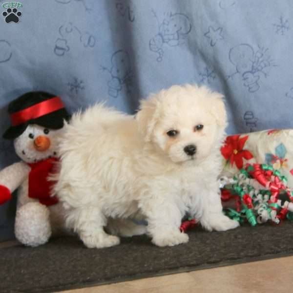 Josh, Bichon Frise Puppy