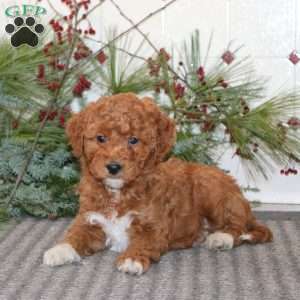 Josh, Goldendoodle Puppy