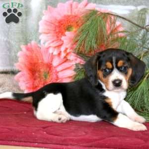 Josh, Beagle Puppy