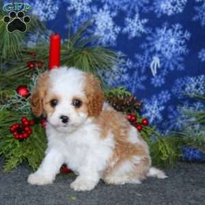 Josh, Cavapoo Puppy