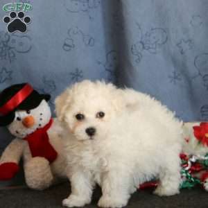 Josh, Bichon Frise Puppy