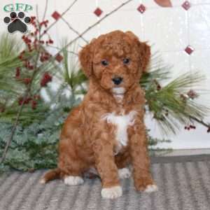 Josh, Goldendoodle Puppy